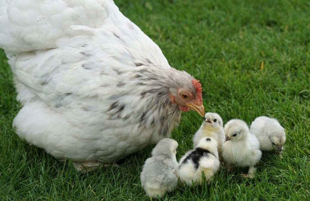 Your Guide to Urban Chicken Keeping