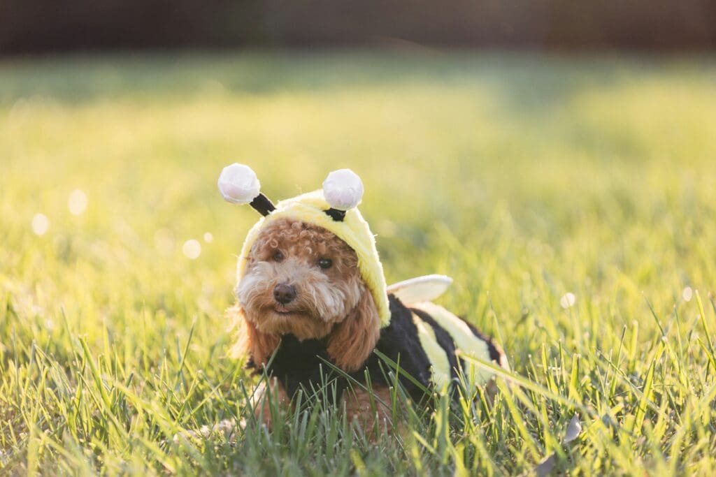 Howl-O-Ween Costume Party